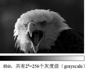 LEHU乐虎国际显微镜