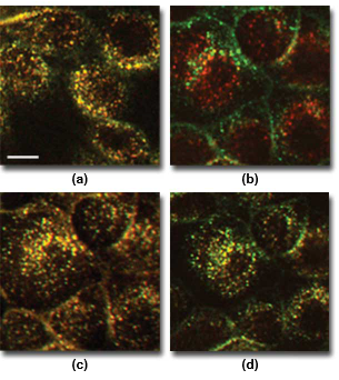 confocalaberrations_Figure2.png