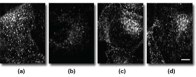 confocalaberrations_Figure4.png