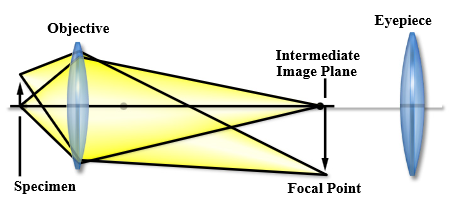 nikoncfioptics-figure_1.png