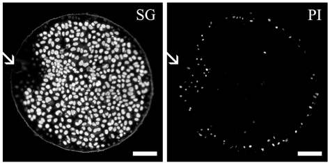 LEHU乐虎国际显微镜 LEHU乐虎国际显微镜