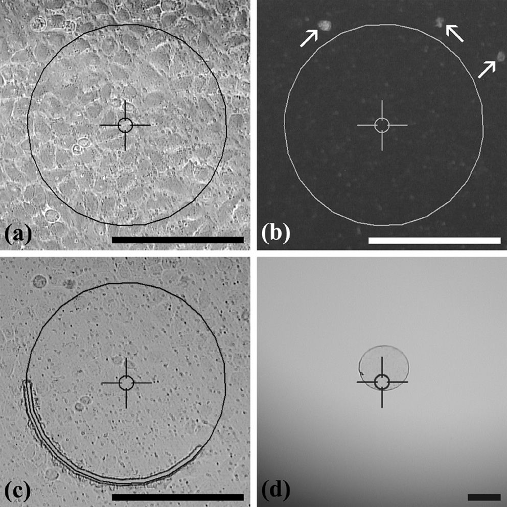 LEHU乐虎国际显微镜 LEHU乐虎国际显微镜