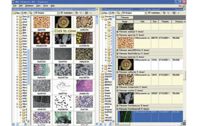 尼康NIS-Elements图像分析软件