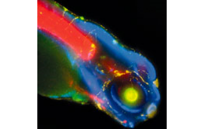 尼康NIS-Elements图像分析软件