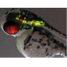 模式生物斑马鱼完美成像方案
